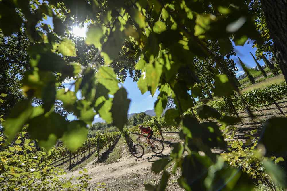 A rider makes his way through one of the many vineyards on stage 6 of the 2014 Absa Cape Epic Mountain Bike stage race from Oak Valley Wine Estate, Elgin, South Africa on the 29 March 2014 Photo by Kelvin Trautman/Cape Epic/SPORTZPICS