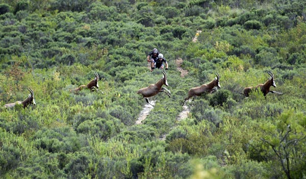 Wildlife encounters will be even more prevalent as a number of game reserves have been included to host sections of trail during the Cape Pioneer Trek international mountain bike stage race to be held in South Africa from 16-22 October. Photo: www.zooncronje.com