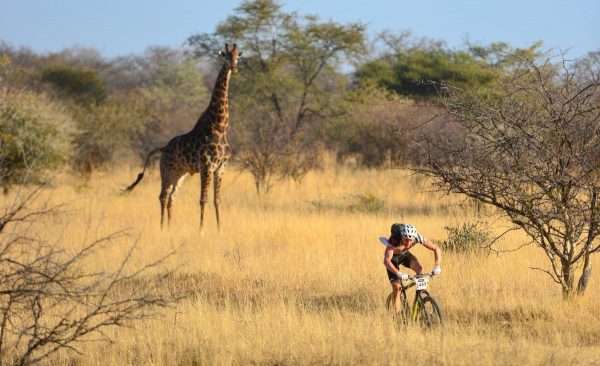 A giraffe spectating the Rooiberg race in 2015. A variety of game and sights are up on offer at the Rooiberg venue. Photo: www.zcmc.co.za
