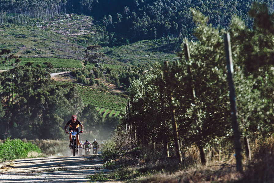 Riders ascend a climb through the vineyards. Photo: Hayden Brown/www.zcmc.co.za
