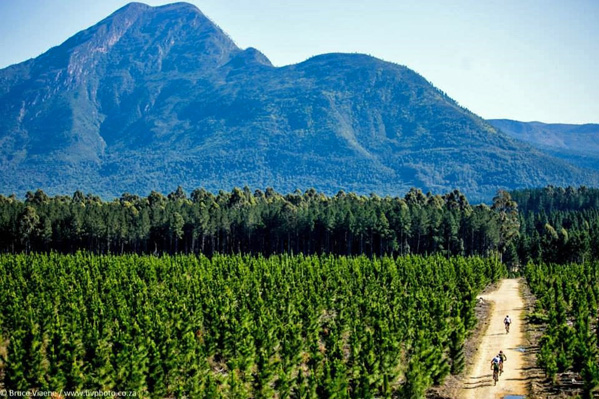 The Longmore Forest gives the FedGroup PE Plett long climbs, sweeping descents and incredible views. Photo: Bruce Viaene